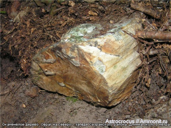 палеоген, Самарская область, Сызранский район, окаменевшие растения