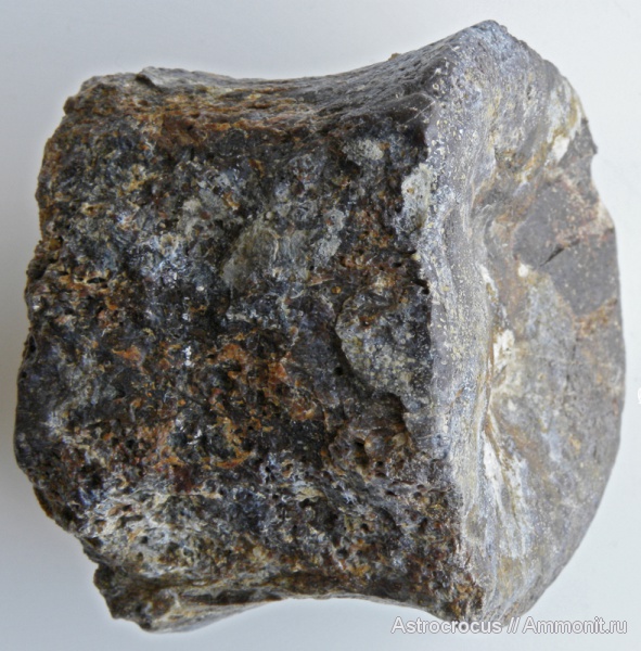 водные рептилии, Самарская область, позвонки, плезиозавриды