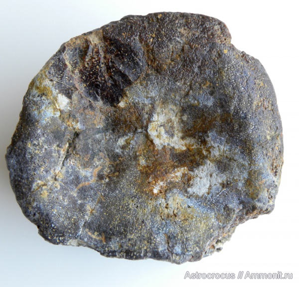 водные рептилии, Самарская область, позвонки, плезиозавриды