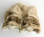 Зуб  копытного млекопитающего (N2)  из отвалов рудника. Вид на жевательную поверхность.