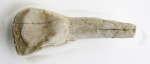 Зуб  копытного млекопитающего (N4) из отвалов рудника. Вид сзади.