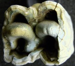 Зуб N 2 после обработки. Вид снизу.