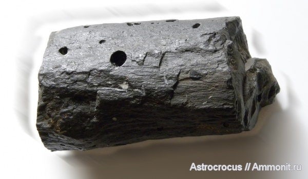 окаменевшее дерево, Самарская область, Сызранский район