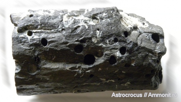 окаменевшее дерево, Самарская область, Сызранский район