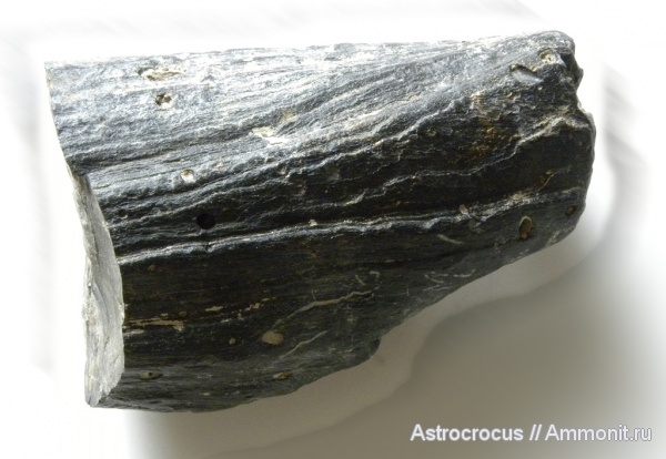 окаменевшее дерево, Самарская область, Сызранский район