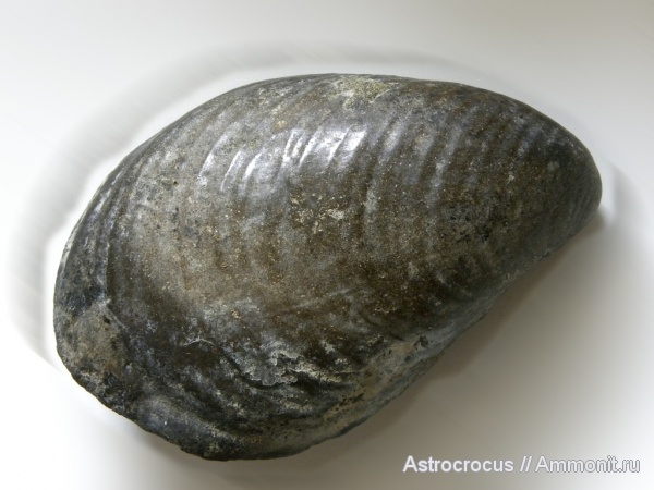 двустворчатые моллюски, Buchia, Самарская область, Сызранский район