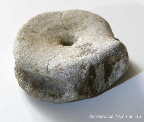 водные рептилии, ихтиозавры, Ундоры, позвонки, кости, позвонки ихтиозавров