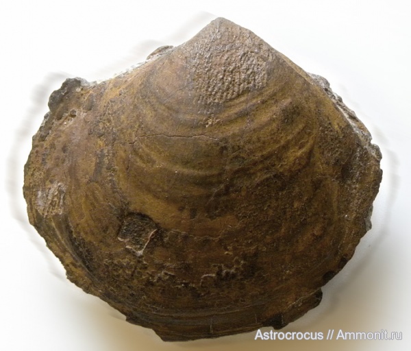 двустворки