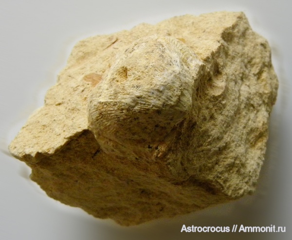 брахиоподы, Cancrinella cancrini