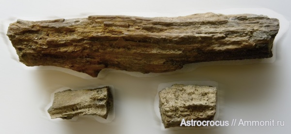 окаменевшие растения