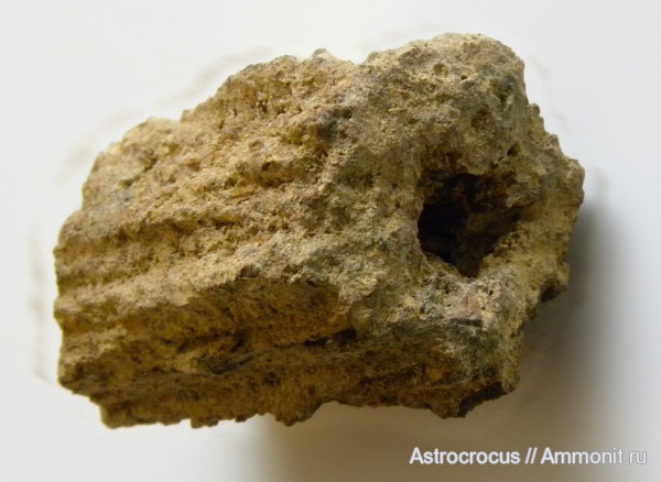 окаменевшие растения