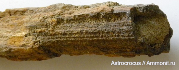 окаменевшие растения