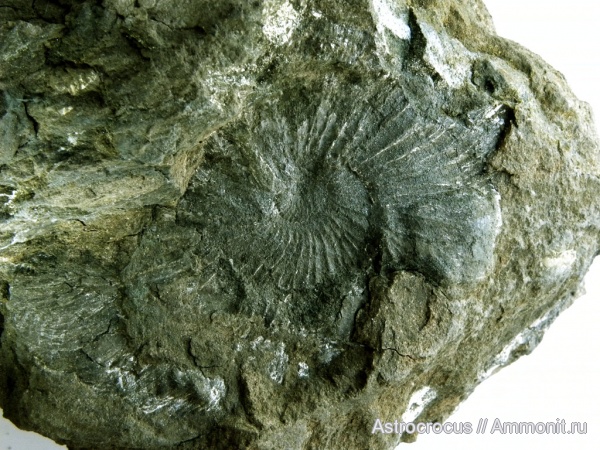 аммониты, юра, Кашпир, зона Dorsoplanites panderi, Ammonites, Zaraiskites regularis, Jurassic