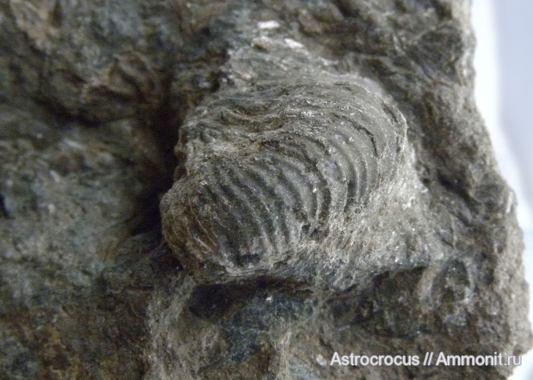 аммониты, юра, Кашпир, зона Dorsoplanites panderi, Ammonites, Jurassic