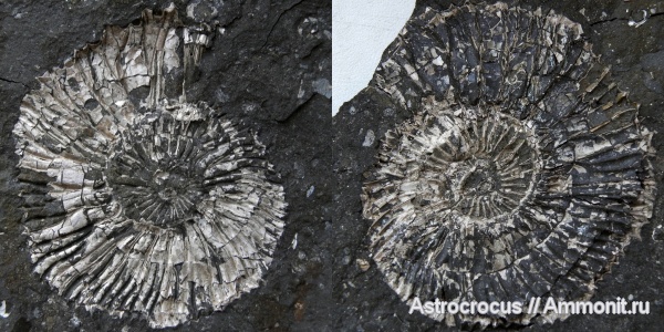 аммониты, Ундоры, зона Dorsoplanites panderi