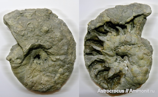 аммониты, Ундоры, кимеридж, Aspidoceras