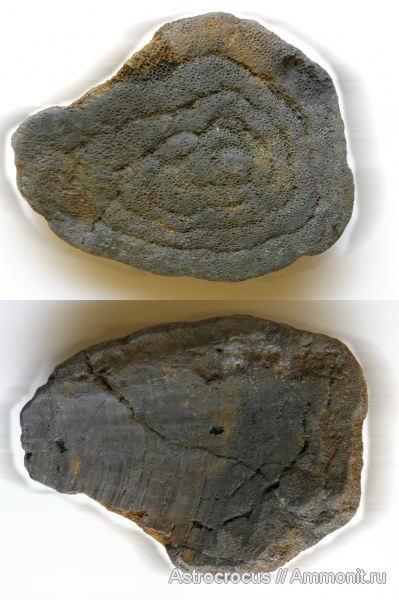 аммониты, мезозой, Ундоры, аптихи