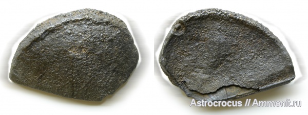 аммониты, Ундоры, аптихи, Laevaptychus, Aspidoceratidae