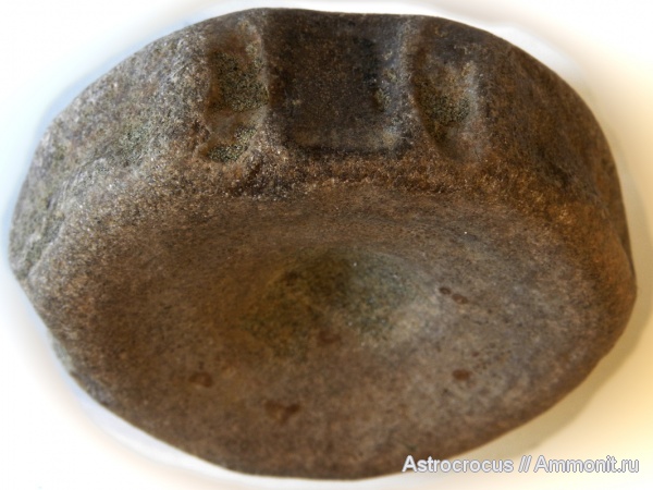 ихтиозавры, позвонки ихтиозавров