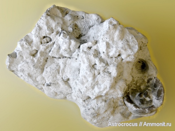 ихтиозавры, позвонки ихтиозавров