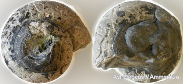 гастроподы, Bathrotomaria