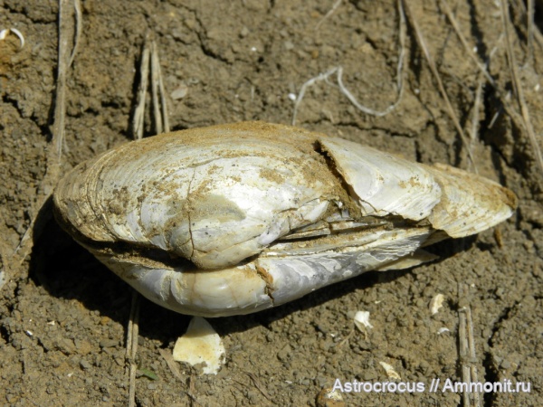 плейстоцен, плиоцен, акчагыл, Домашкины Вершины