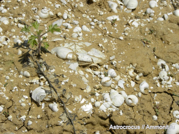 плейстоцен, плиоцен, акчагыл, Домашкины Вершины