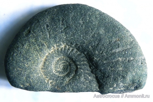 аммониты, юра, Кашпир, Ammonites, Jurassic