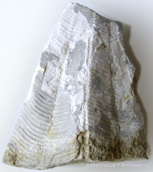 пермь, конулярии, Conularia, казанский ярус, Paraconularia, Conularia hollebeni