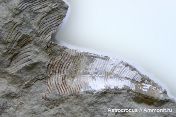 пермь, конулярии, Conularia, казанский ярус, Paraconularia, Conularia hollebeni