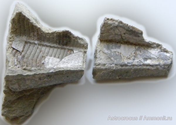 пермь, конулярии, Conularia, казанский ярус, Paraconularia, Conularia hollebeni