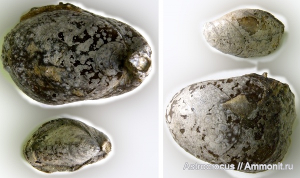 брахиоподы, пермь, Самарская область