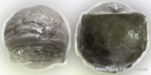 брахиоподы, пермь, Самарская область, казанский ярус