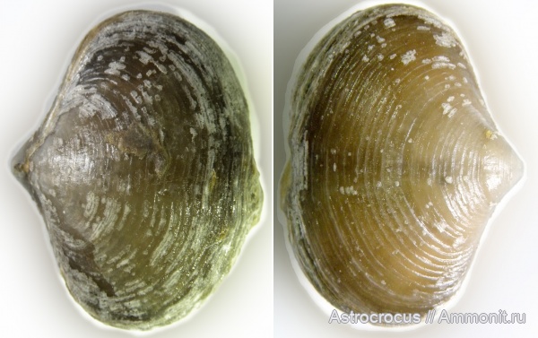 брахиоподы, пермь, Самарская область, Bajtugania netschaevi