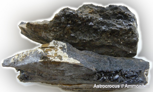 пермь, Самарская область, окаменевшие растения