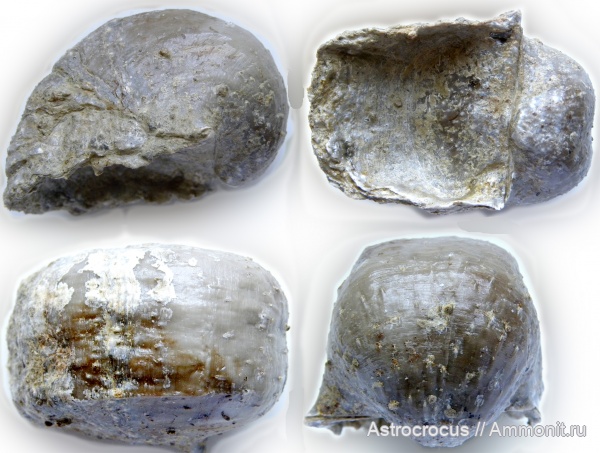 брахиоподы, пермь, Самарская область, Productida, Aulosteges Helmersen, aulosteges horrescens horrescens