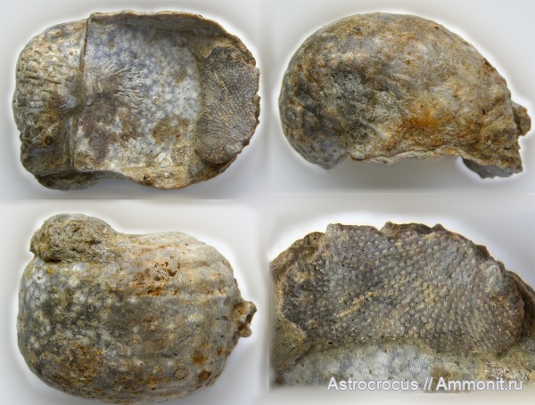 брахиоподы, пермь, Самарская область, Productida, Aulosteges Helmersen, aulosteges horrescens horrescens