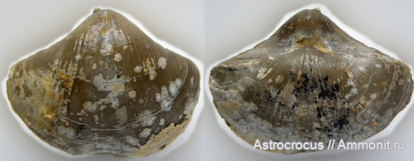 брахиоподы, Самара, Spiriferida, Rhynchonellida, Licharewia stuckenbergi