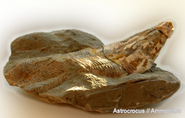 пермь, Самара, конулярии, Conularia, казанский ярус, Paraconularia, Conularia hollebe