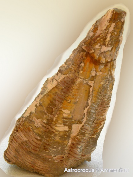 пермь, Самара, конулярии, Conularia, казанский ярус, Paraconularia, Conularia hollebe