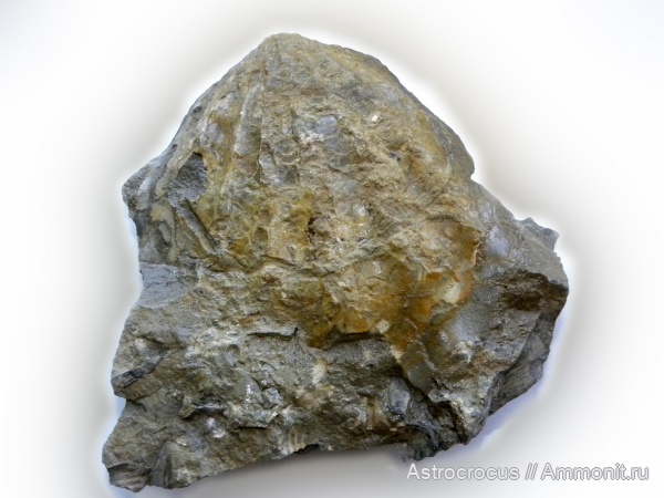 двустворчатые моллюски, Самарская область, гребешки, Ctenostreon, Аверьяновка