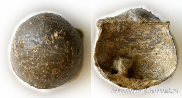 брахиоподы, пермь, Самарская область, казанский ярус