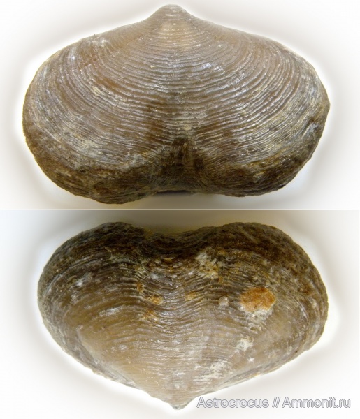 брахиоподы, пермь, Самарская область, казанский ярус