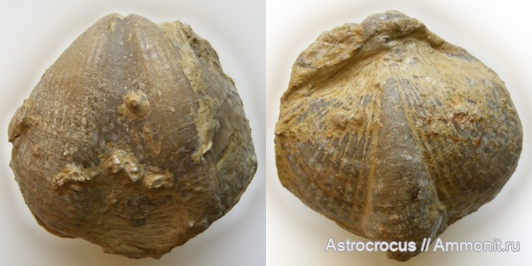 брахиоподы, Самара, Spiriferida, Rhynchonellida, Licharewia, Licharewia rugulata