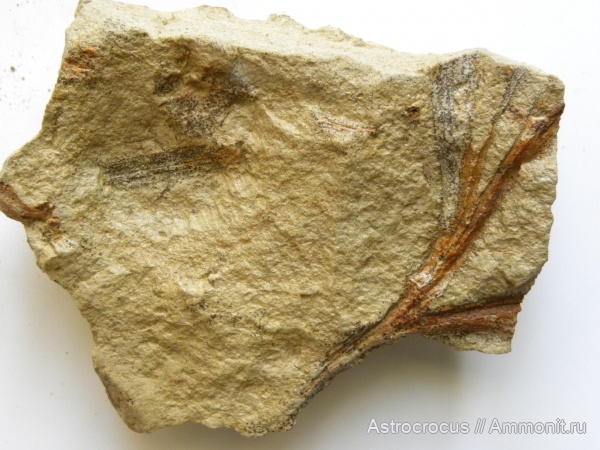 пермь, гинкгофиты, Psygmophyllum, казанский, гинкговые, Permian