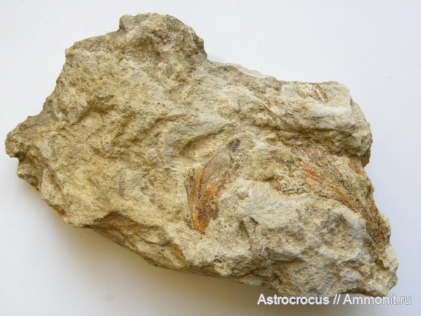 пермь, гинкгофиты, Самара, казанский, гинкговые, Permian