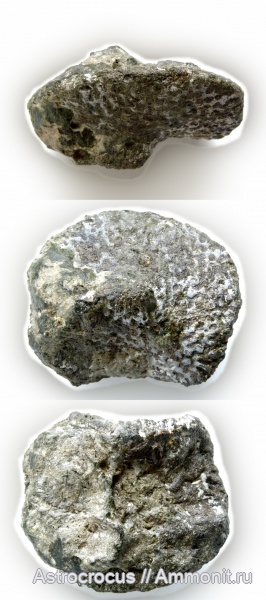губки, Самарская область, Lepidospongia