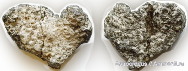 губки, Самарская область, Demospongia