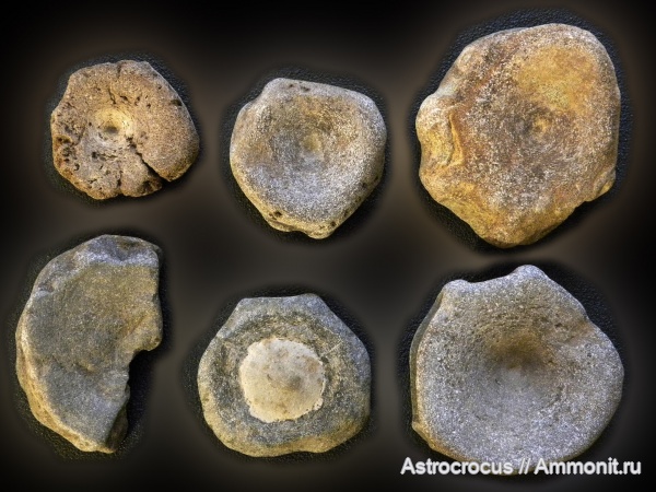 ихтиозавры, позвонки ихтиозавров