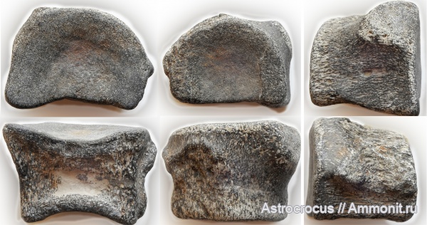 плезиозавры, позвонки, кости, позвонки плезиозавров